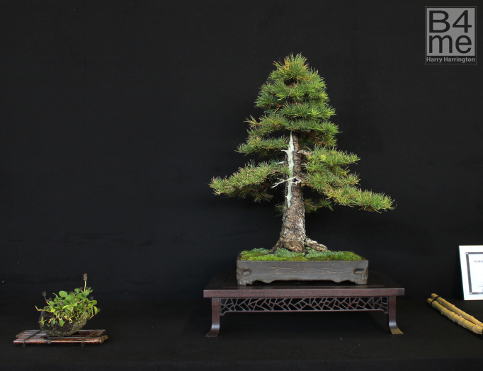 bonsai